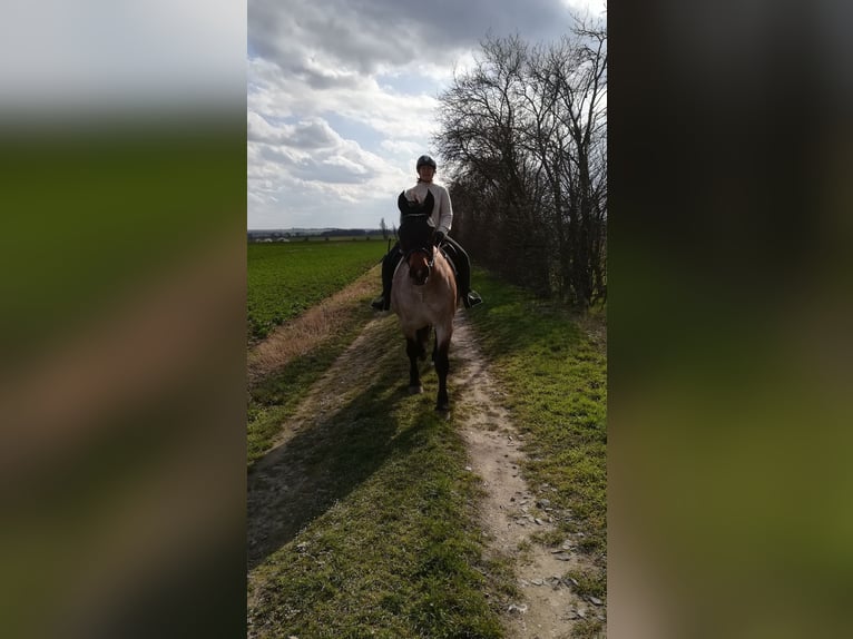 Weitere Kaltblüter Mix Stute 12 Jahre 165 cm Roan-Bay in Oschatz