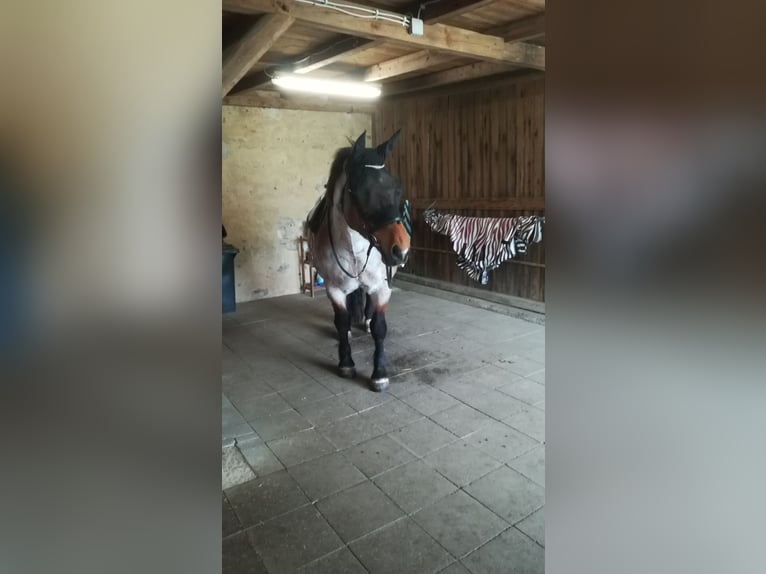 Weitere Kaltblüter Mix Stute 12 Jahre 165 cm Roan-Bay in Oschatz