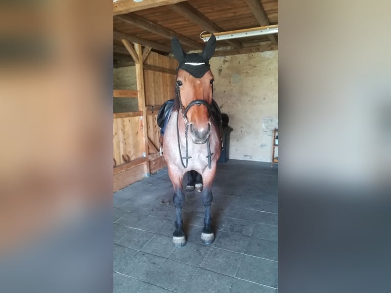 Weitere Kaltblüter Mix Stute 12 Jahre 165 cm Roan-Bay in Oschatz