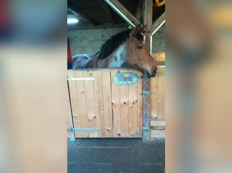 Weitere Kaltblüter Mix Stute 12 Jahre 165 cm Roan-Bay in Oschatz