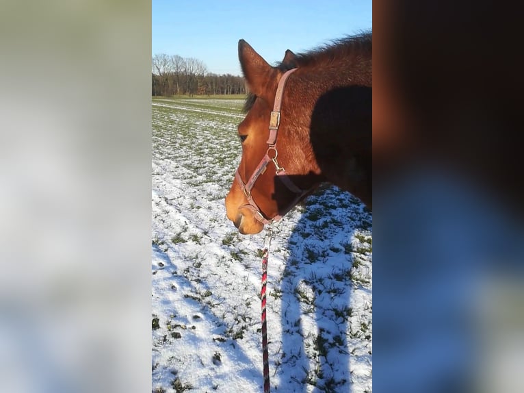 Weitere Kaltblüter Mix Stute 12 Jahre 165 cm Roan-Bay in Oschatz