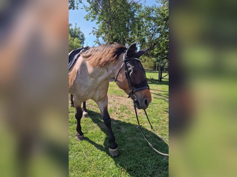 Weitere Kaltblüter Mix Stute 13 Jahre 165 cm Roan-Bay in Oschatz