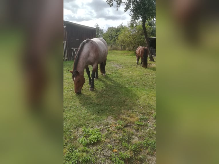Weitere Kaltblüter Mix Stute 13 Jahre 165 cm Roan-Bay in Oschatz