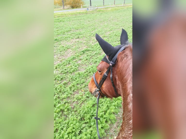 Weitere Kaltblüter Mix Stute 13 Jahre 165 cm Roan-Bay in Oschatz
