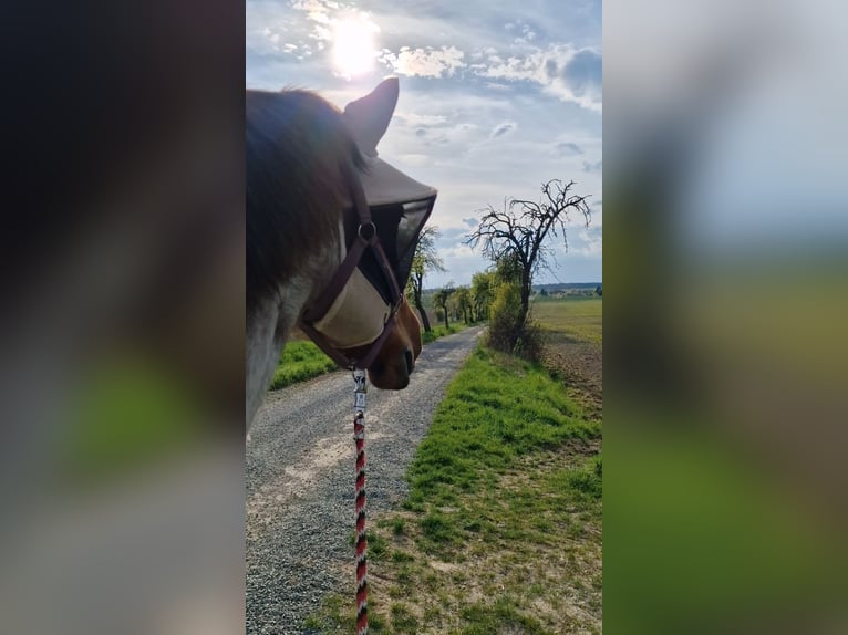 Weitere Kaltblüter Mix Stute 13 Jahre 165 cm Roan-Bay in Oschatz