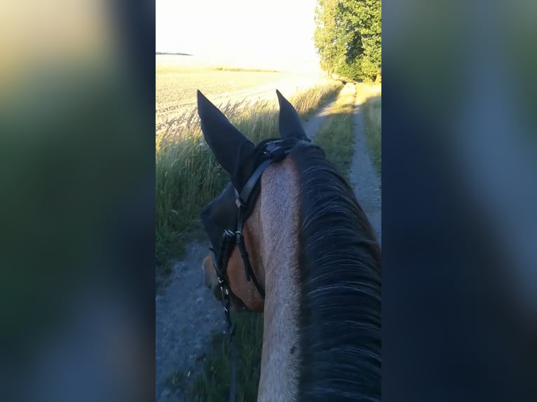 Weitere Kaltblüter Mix Stute 13 Jahre 165 cm Roan-Bay in Oschatz