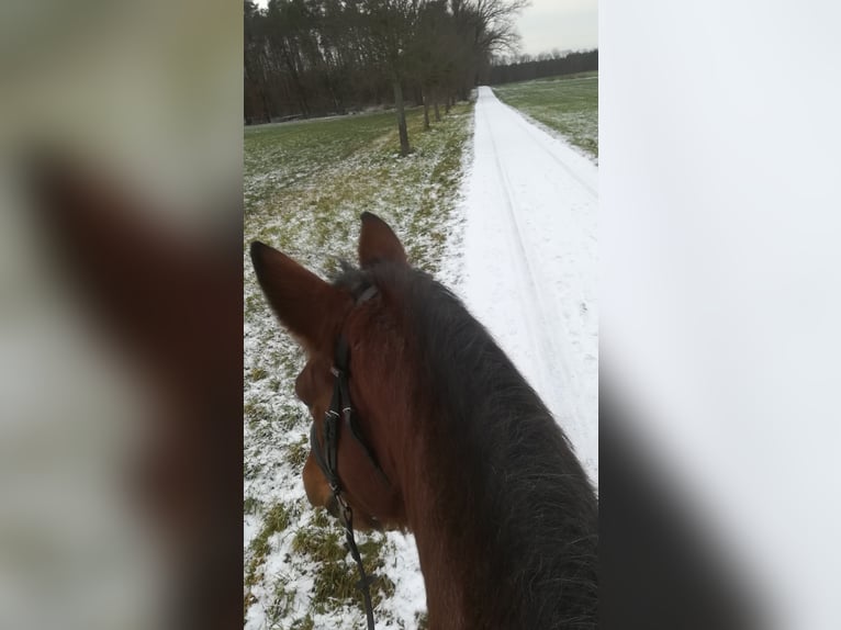 Weitere Kaltblüter Mix Stute 13 Jahre 165 cm Roan-Bay in Oschatz