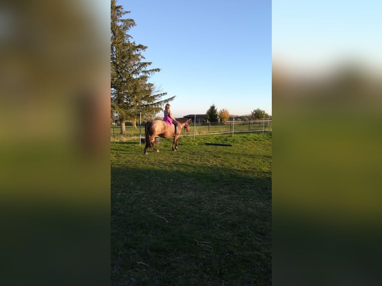 Weitere Kaltblüter Mix Stute 13 Jahre 165 cm Roan-Bay in Oschatz