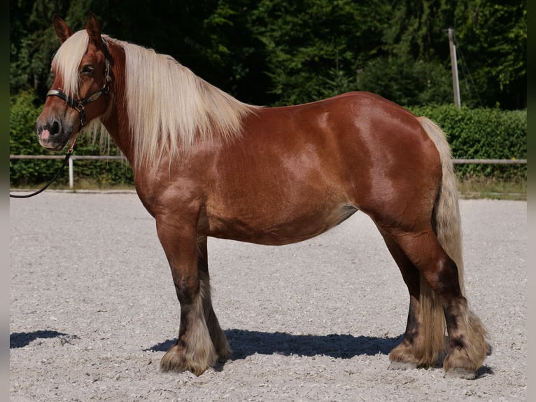 Weitere Kaltblüter Stute 14 Jahre 155 cm Fuchs in Neustadt (Wied)