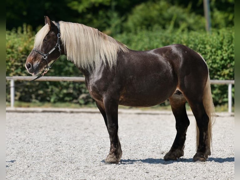 Weitere Kaltblüter Stute 14 Jahre 158 cm Dunkelfuchs in Neustadt (Wied)