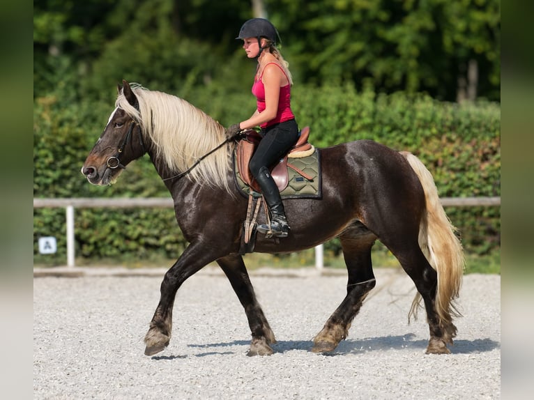 Weitere Kaltblüter Stute 14 Jahre 158 cm Dunkelfuchs in Neustadt (Wied)