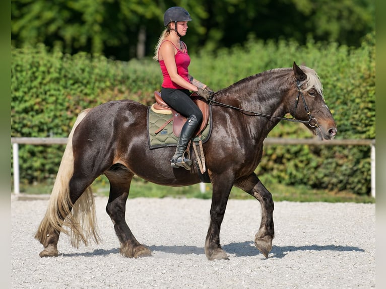 Weitere Kaltblüter Stute 14 Jahre 158 cm Dunkelfuchs in Neustadt (Wied)