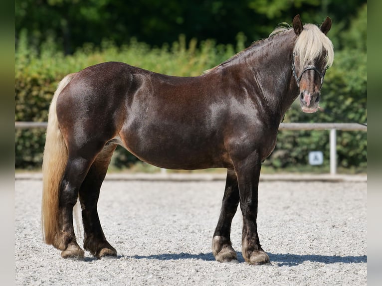 Weitere Kaltblüter Stute 14 Jahre 158 cm Dunkelfuchs in Neustadt (Wied)