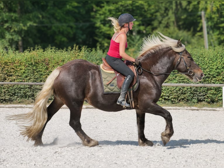 Weitere Kaltblüter Stute 14 Jahre 158 cm Dunkelfuchs in Neustadt (Wied)