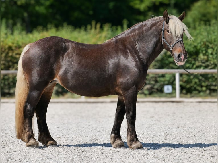 Weitere Kaltblüter Stute 14 Jahre 158 cm Dunkelfuchs in Neustadt (Wied)