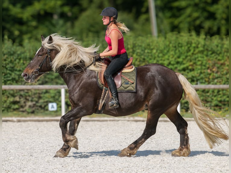 Weitere Kaltblüter Stute 14 Jahre 158 cm Dunkelfuchs in Neustadt (Wied)