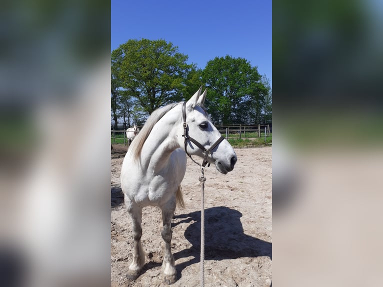Weitere Kaltblüter Mix Stute 15 Jahre 156 cm Schimmel in Bellingwolde