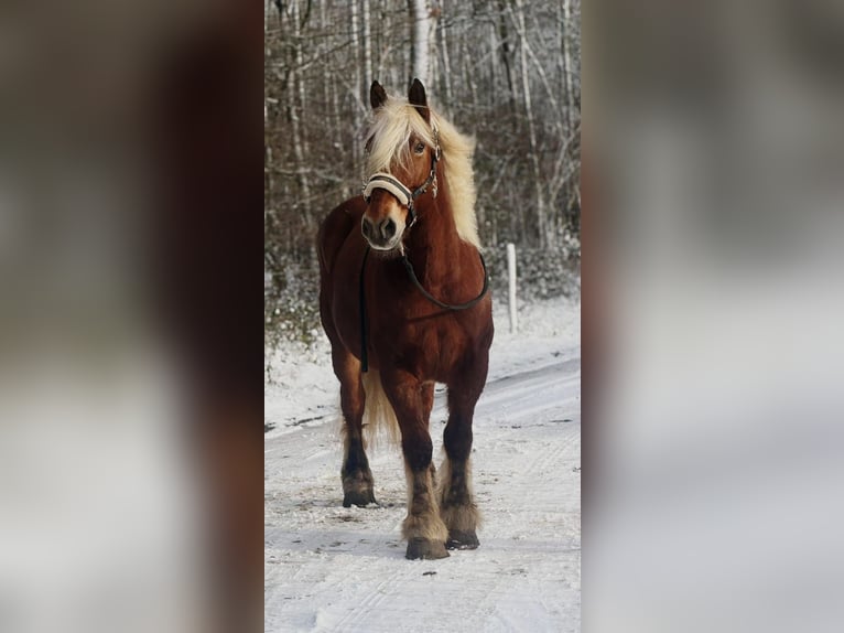 Weitere Kaltblüter Stute 15 Jahre 164 cm Dunkelbrauner in Someren