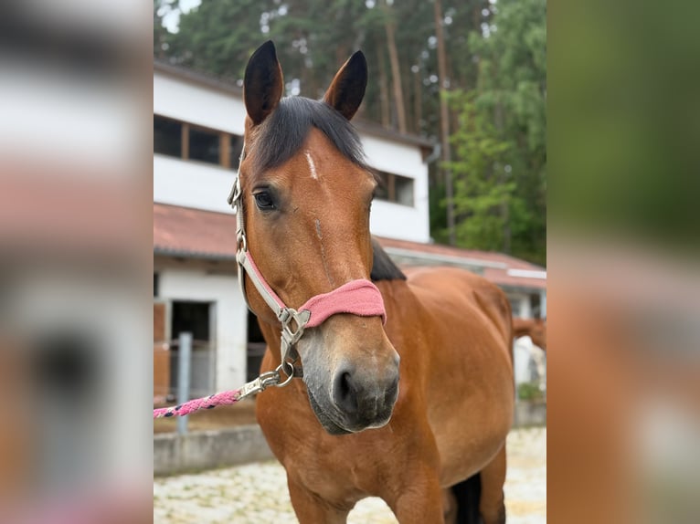 Weitere Kaltblüter Stute 19 Jahre 155 cm Brauner in Neunburg vorm Wald