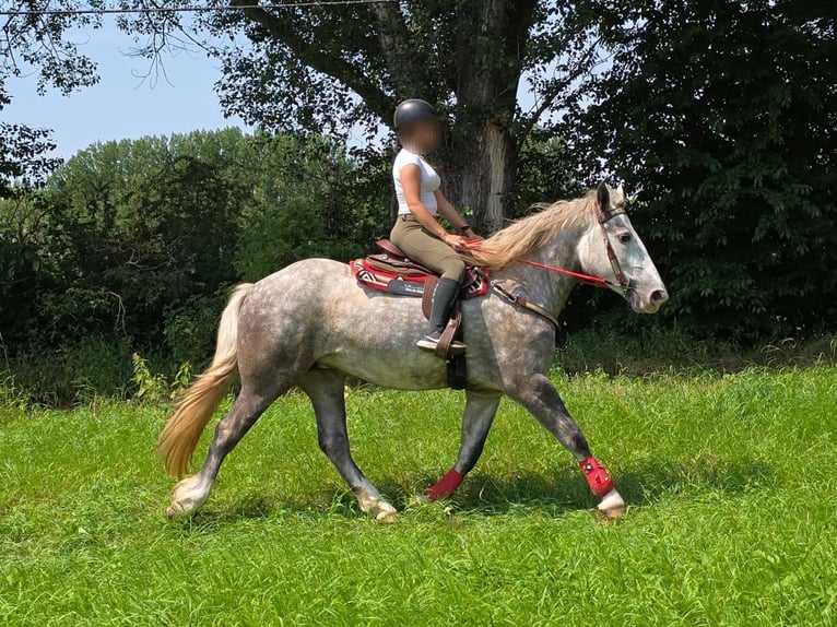 Weitere Kaltblüter Stute 3 Jahre 154 cm Apfelschimmel in Linkenbach