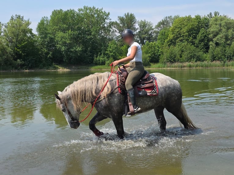 Weitere Kaltblüter Stute 3 Jahre 154 cm Apfelschimmel in Linkenbach