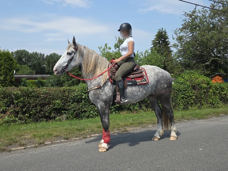 Weitere Kaltblüter Stute 3 Jahre 154 cm Apfelschimmel in Linkenbach