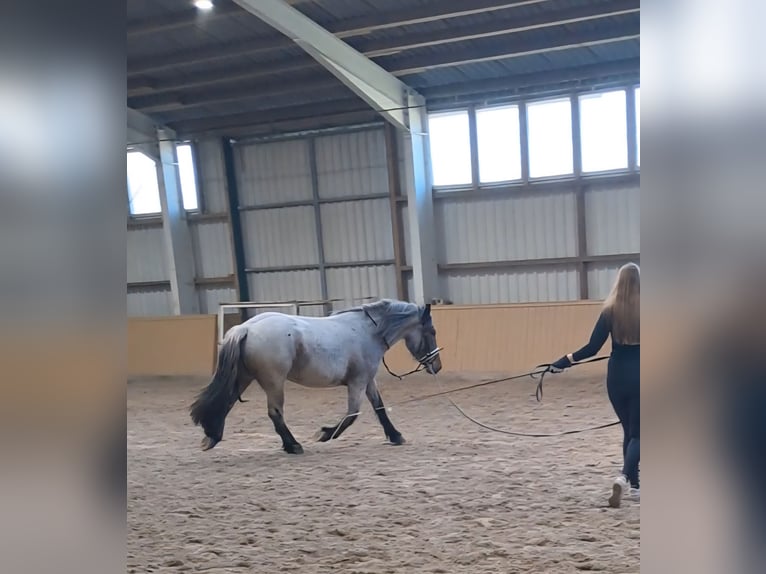 Weitere Kaltblüter Mix Stute 3 Jahre 155 cm in S&#xF6;gel