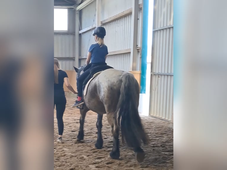 Weitere Kaltblüter Mix Stute 3 Jahre 155 cm in S&#xF6;gel