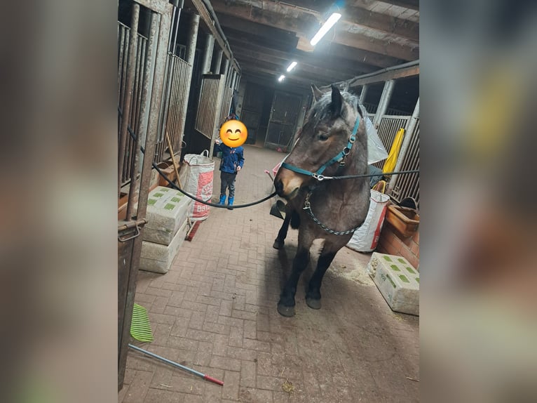 Weitere Kaltblüter Mix Stute 3 Jahre 155 cm in S&#xF6;gel
