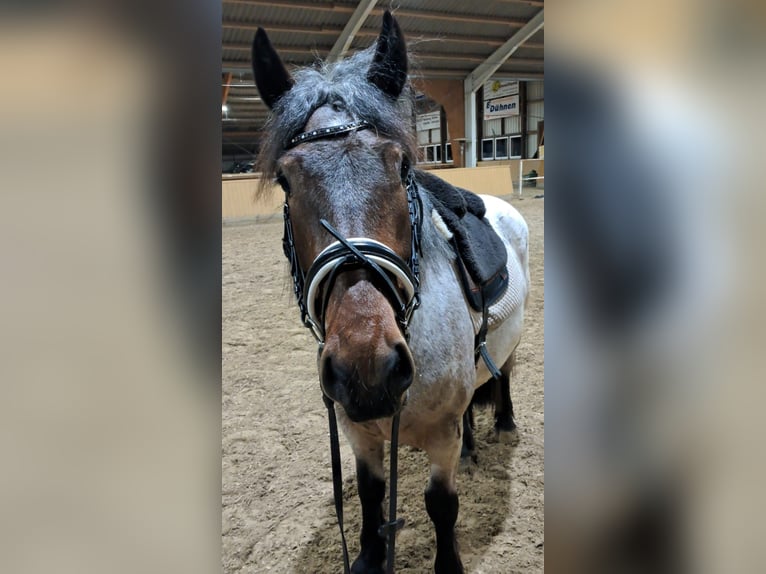 Weitere Kaltblüter Mix Stute 3 Jahre 155 cm in S&#xF6;gel