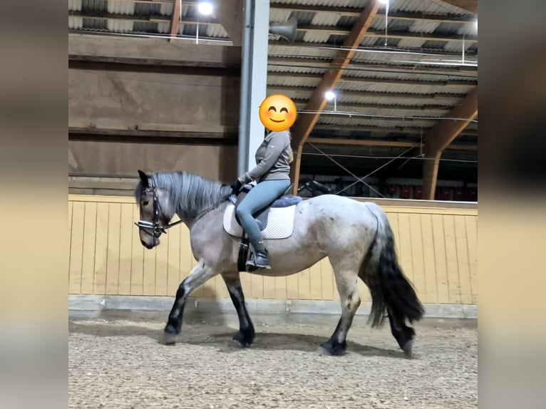 Weitere Kaltblüter Mix Stute 3 Jahre 155 cm in S&#xF6;gel