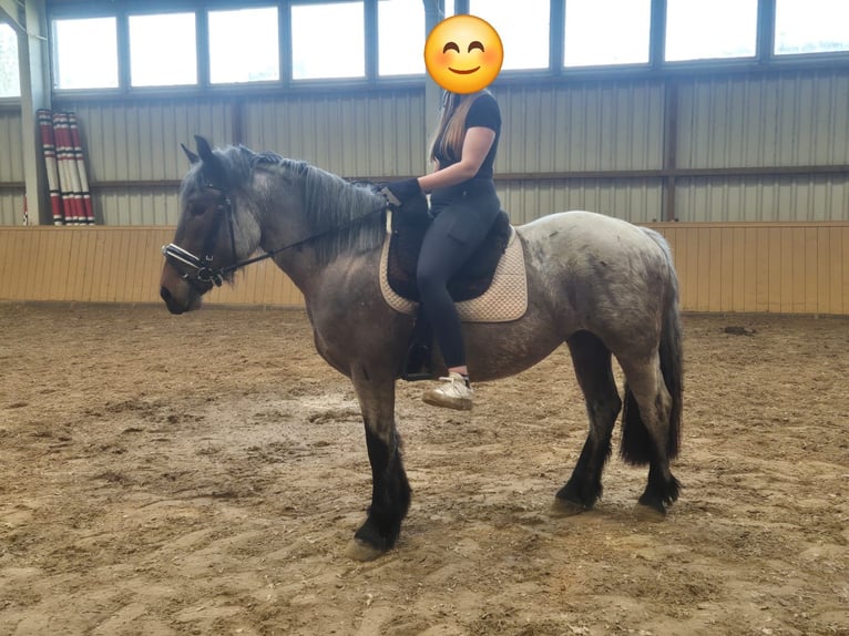 Weitere Kaltblüter Mix Stute 3 Jahre 155 cm in S&#xF6;gel