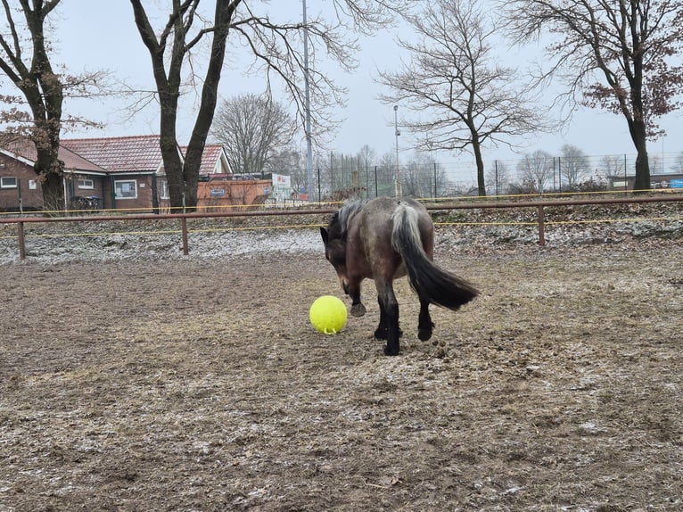Weitere Kaltblüter Mix Stute 3 Jahre 155 cm in S&#xF6;gel