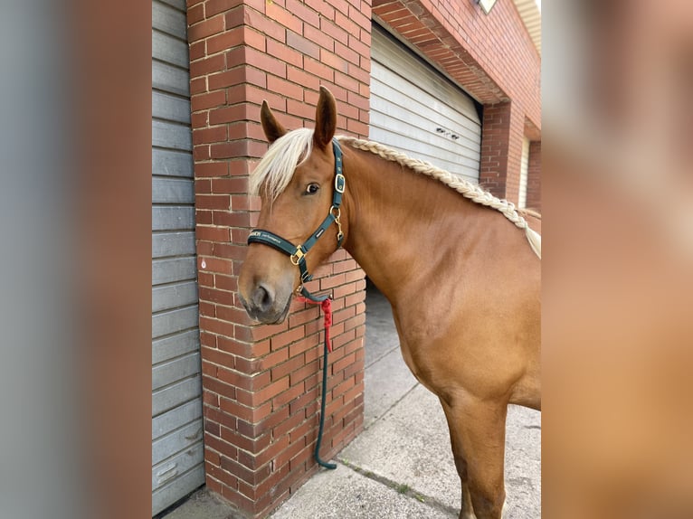 Weitere Kaltblüter Stute 3 Jahre 158 cm Fuchs in Hespe Levesen