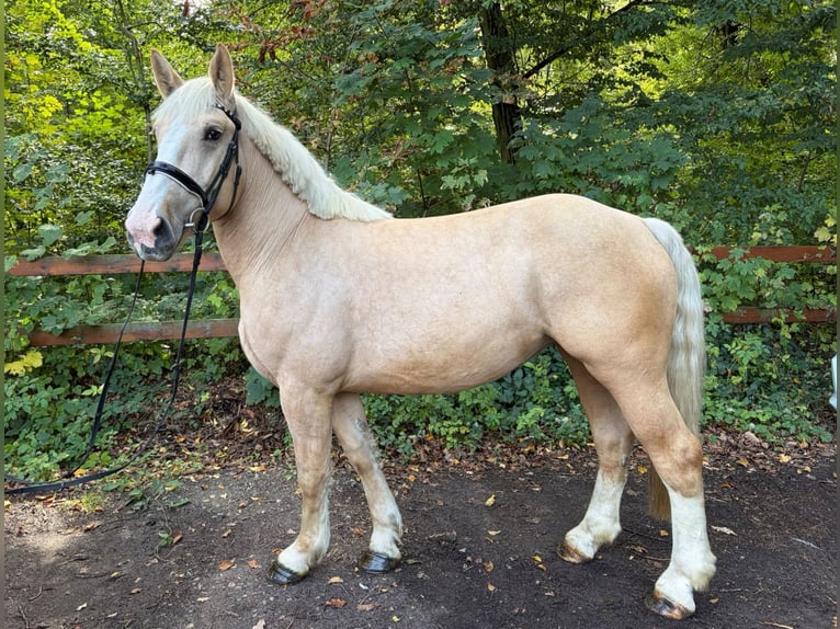 Weitere Kaltblüter Stute 3 Jahre 160 cm Palomino in Braunschweig