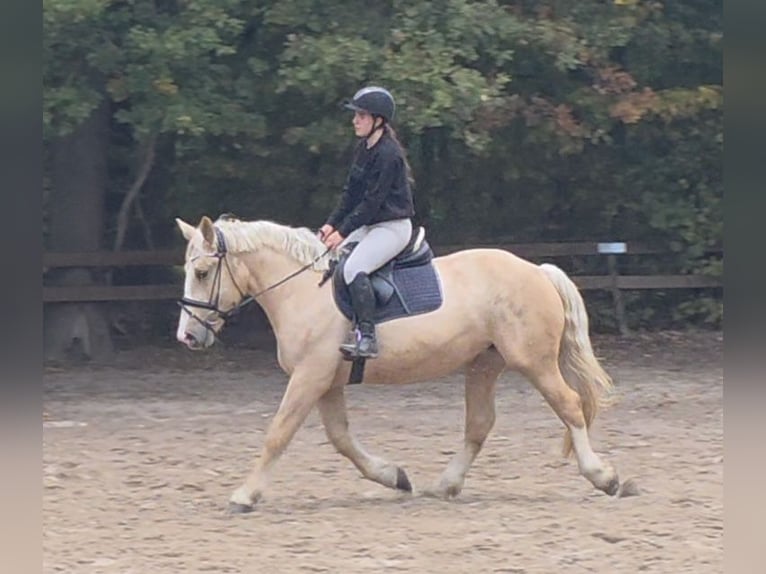 Weitere Kaltblüter Stute 3 Jahre 160 cm Palomino in Braunschweig