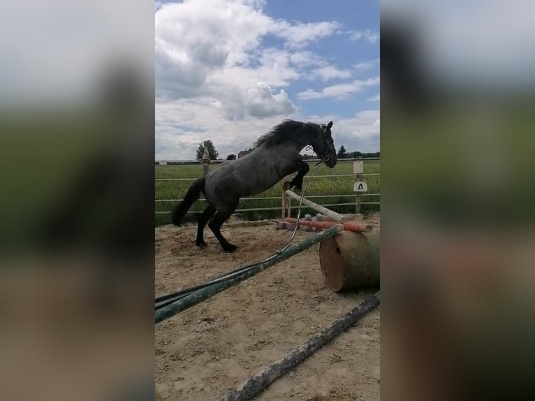 Weitere Kaltblüter Stute 4 Jahre 148 cm Apfelschimmel in Uttendorf