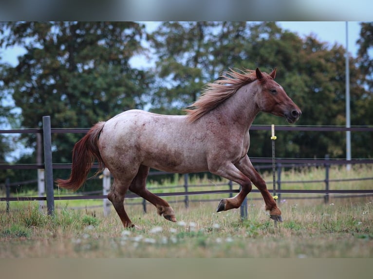 Weitere Kaltblüter Stute 4 Jahre 152 cm Roan-Red in Pastetten