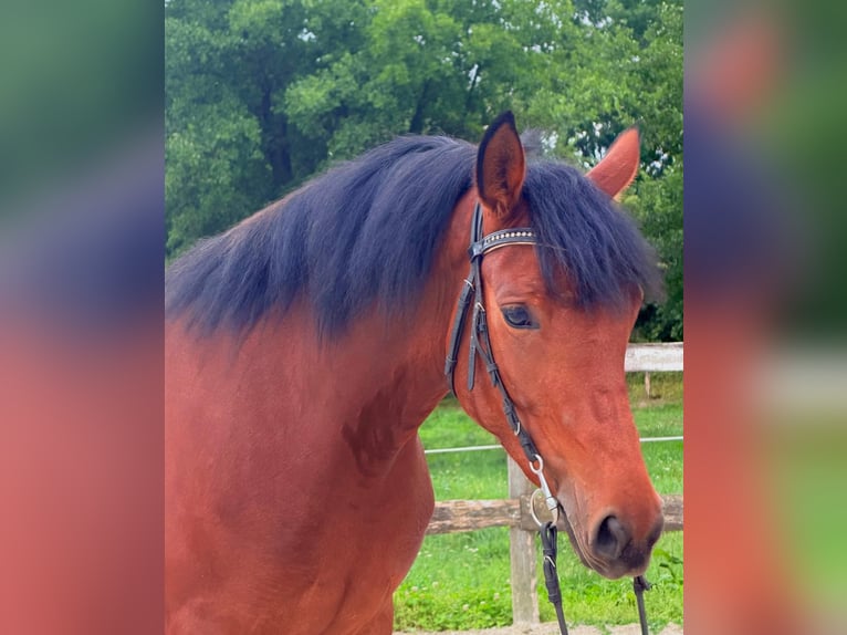 Weitere Kaltblüter Mix Stute 4 Jahre 153 cm Brauner in Strass in Steiermark