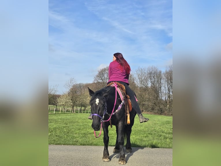 Weitere Kaltblüter Mix Stute 4 Jahre 153 cm Rappe in Linkenbach