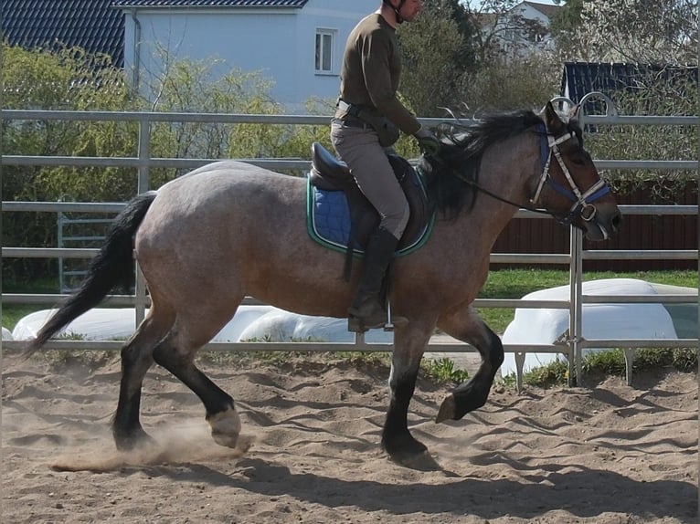 Weitere Kaltblüter Stute 4 Jahre 155 cm Braunfalbschimmel in Buttstädt