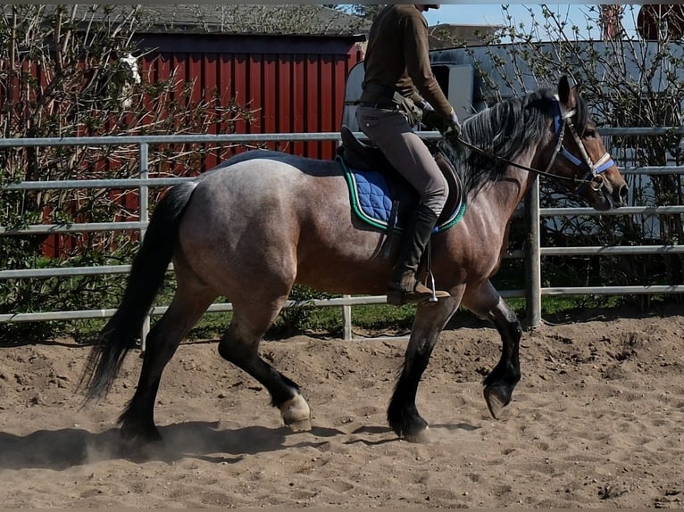 Weitere Kaltblüter Stute 4 Jahre 155 cm Braunfalbschimmel in Buttstädt