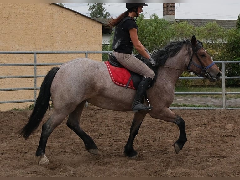 Weitere Kaltblüter Mix Stute 4 Jahre 155 cm Braunfalbschimmel in Buttstädt