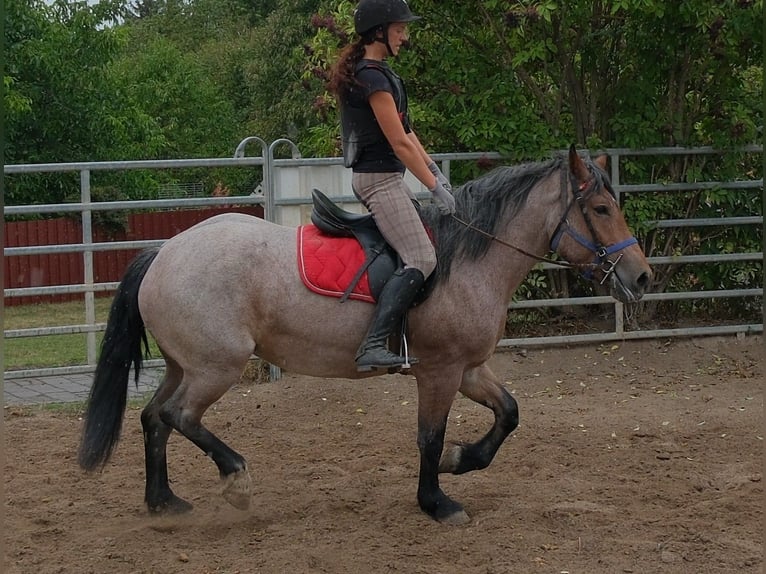 Weitere Kaltblüter Mix Stute 4 Jahre 155 cm Braunfalbschimmel in Buttstädt