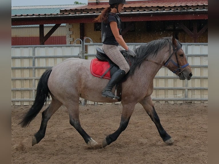 Weitere Kaltblüter Mix Stute 4 Jahre 155 cm Braunfalbschimmel in Buttstädt