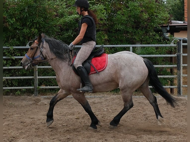 Weitere Kaltblüter Mix Stute 4 Jahre 155 cm Braunfalbschimmel in Buttstädt
