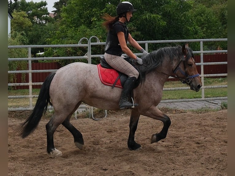 Weitere Kaltblüter Mix Stute 4 Jahre 155 cm Braunfalbschimmel in Buttstädt