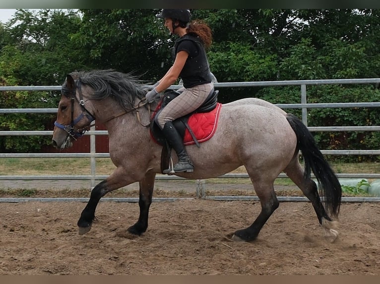 Weitere Kaltblüter Mix Stute 4 Jahre 155 cm Braunfalbschimmel in Buttstädt