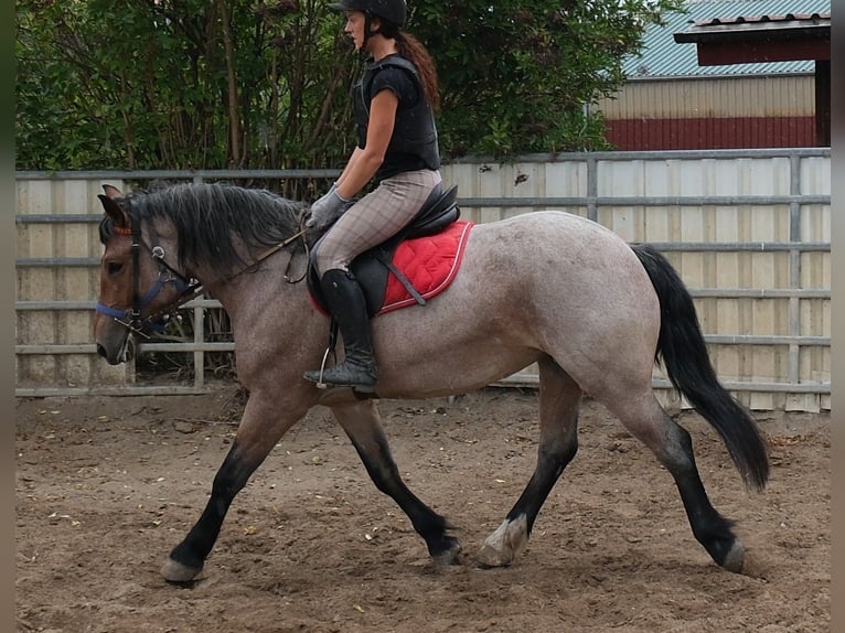 Weitere Kaltblüter Mix Stute 4 Jahre 155 cm Braunfalbschimmel in Buttstädt