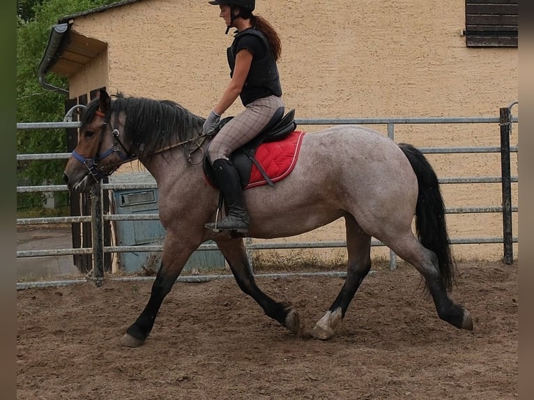 Weitere Kaltblüter Mix Stute 4 Jahre 155 cm Braunfalbschimmel in Buttstädt
